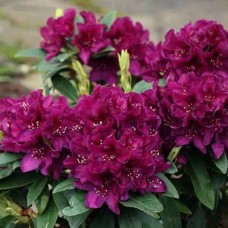 Рододендрон Поларнахт (Polarnacht) С5 60 см